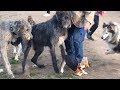 A Terrier is Terrified of Irish Wolfhounds