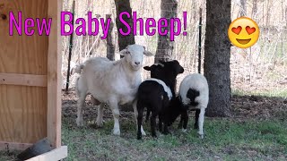 Meet Our New Sheep! Help Name Our Sheep! | Jill Scottston
