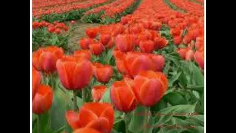 ما تيسر من سورة إبراهيم تلاوة طيبة