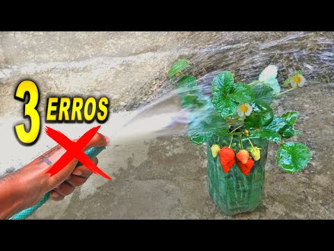 Vídeo: O que são morangos neutros para o dia - Dicas para cultivar plantas de morango neutro para o dia