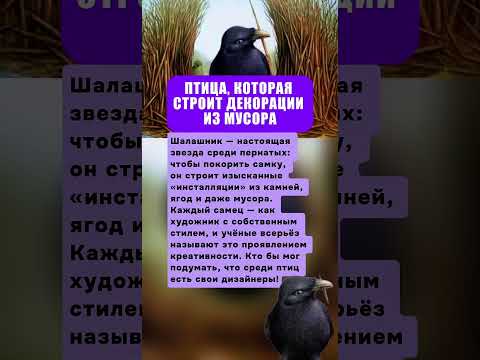 ПТИЦА, КОТОРАЯ СТРОИТ ДЕКОРАЦИИ ИЗ МУСОРА #животные #факты #интересныефакты #истории
