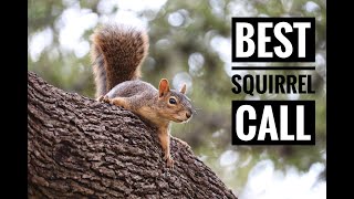 Best Squirrel Call In Action  Play This To Bring Them In Close