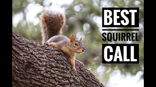 Best Squirrel Call In Action - Play This To Bring Them In Close