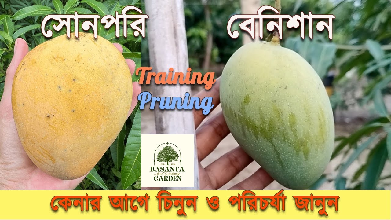 Benishan mango | Sonpari mango | Best Indian mango variety of South India #fruit #mango #garden