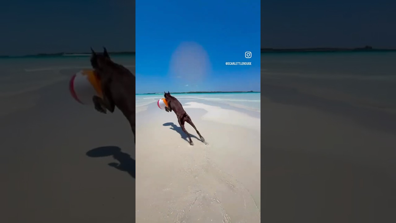 Stages of beach day. #adventure #doberman #beach #dog #bahamas #beachlife #happy #beachday #fun