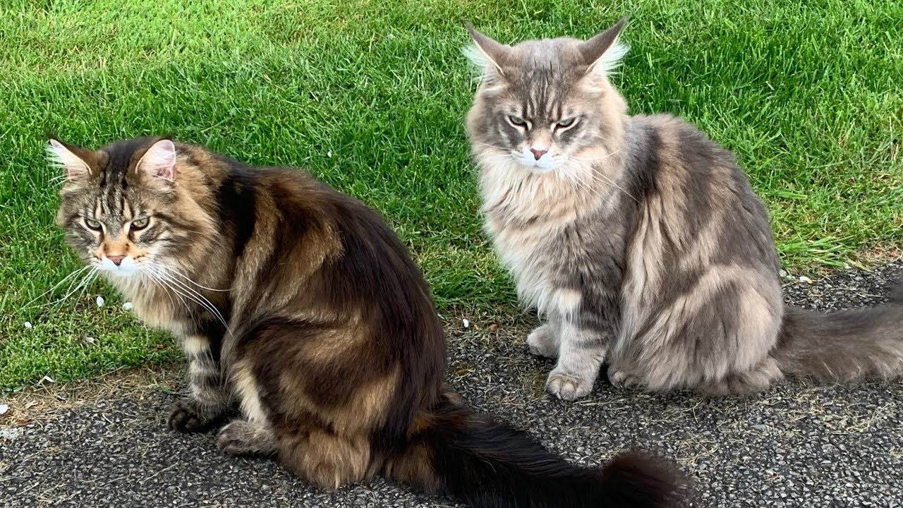 HUGE Maine Coon Cat Talking! - YouTube