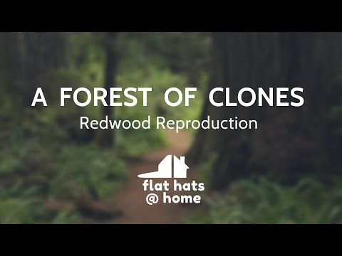 A Forest of Clones - Redwood Reproduction
