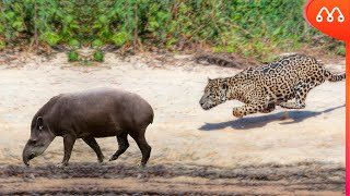Quand La Jaguar Rencontre Une Queue