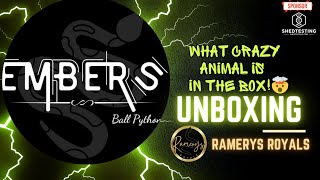 "UNBOXING AN AMAZING BALL PYTHON" #reptiles #snake