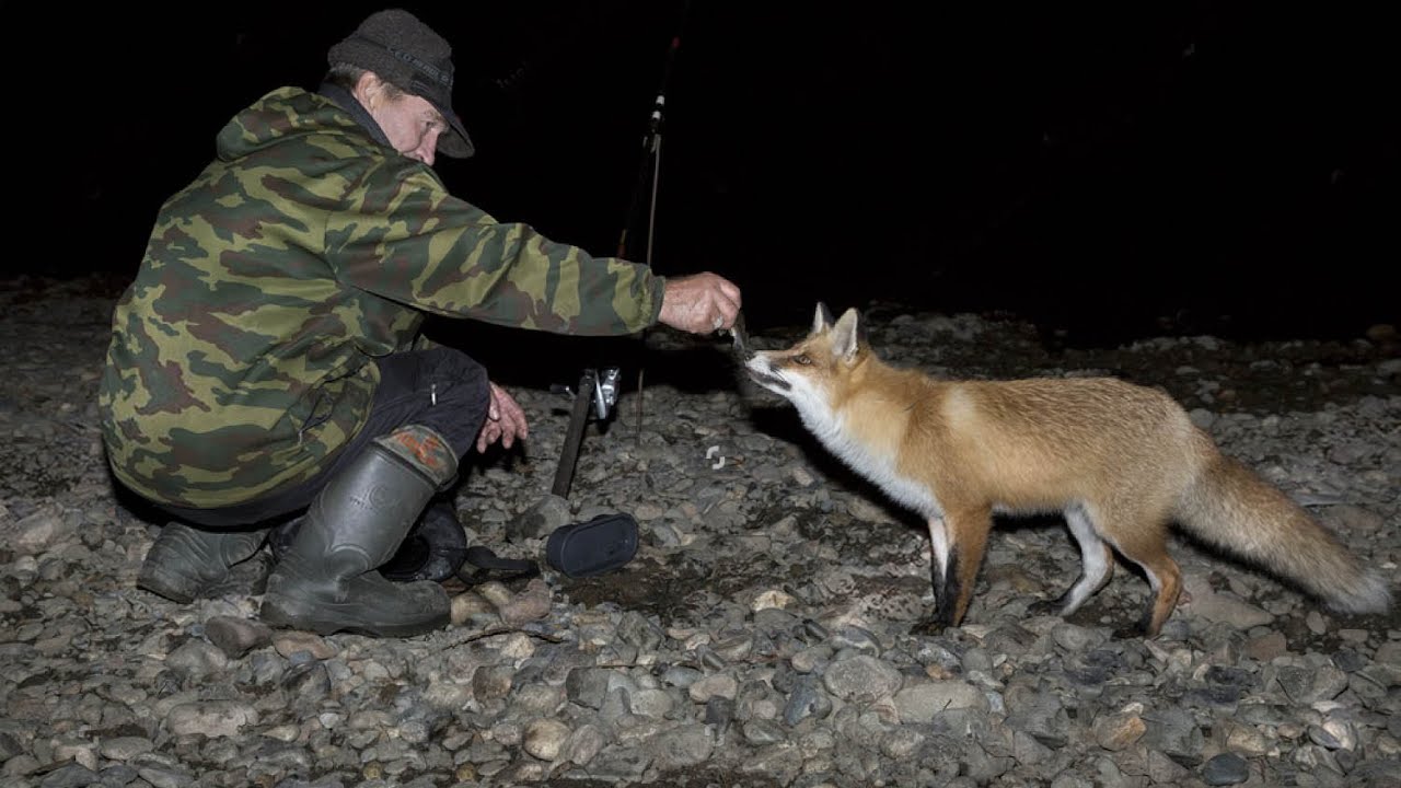 Лиса пришла к рыбакам. Рыбаки кормят лису рыбой. Ну опять Лис. Take fox