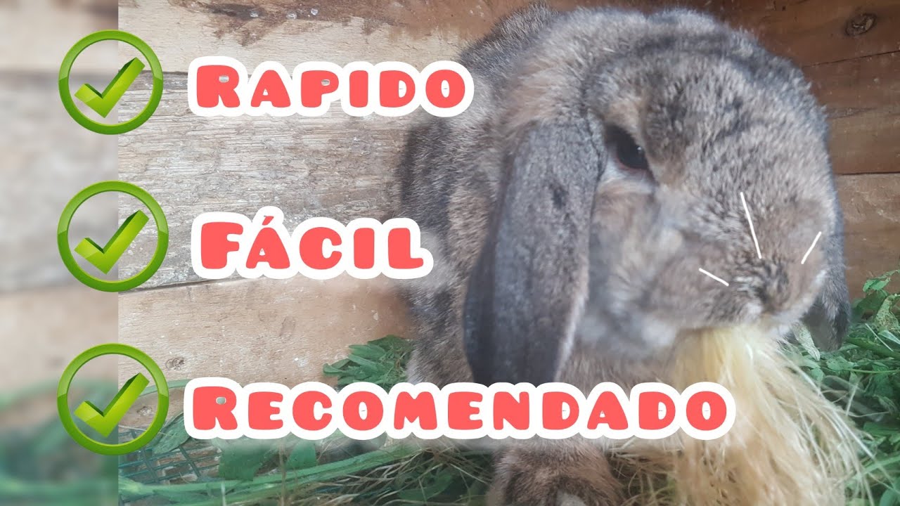 CONEJOS Como CURAR los MOCOS y ESTORNUDOS de los CONEJOS o COBAYAS 🐇🐹 ...