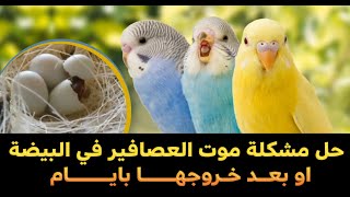 حل مشكلة... كبس البيض....او موت الفروخ في البيضة... او البيض الفارغ