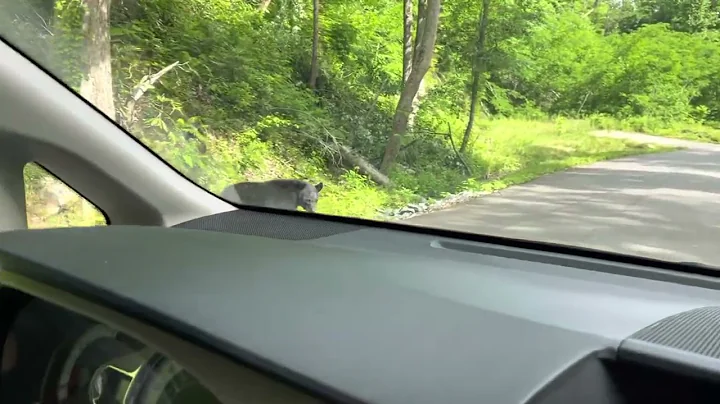 Black Bear with cubs Smokey mountains 5/25/2022