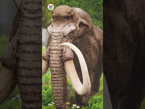 Two Woolly Mammoths STORY @INDIAN VIDEO ZONE