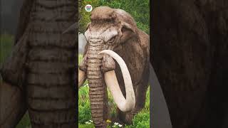 Two Woolly Mammoths Story Video Zone