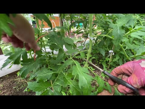 Томаты не простят, и фитофторы не избежать.
