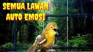 SIRTU GACOR NGAMUK,SEMUA SIRTU YANG MENDENGAR AUTO EMOSI.