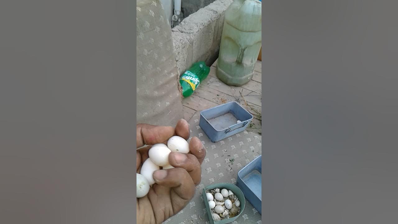 Cockatiels Egg check fertile or infertile YouTube