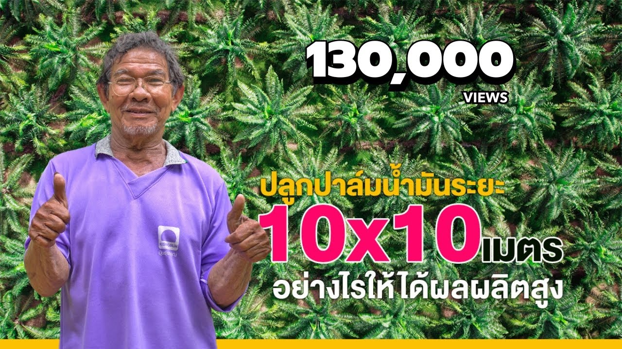 ปลูกปาล์มน้ำมันระยะ 10x10 เมตร อย่างไรให้ได้ผลผลิตสูง : ยางปาล์ม