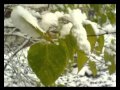 Природоведение 42. Разноцветная осень — Шишкина школа