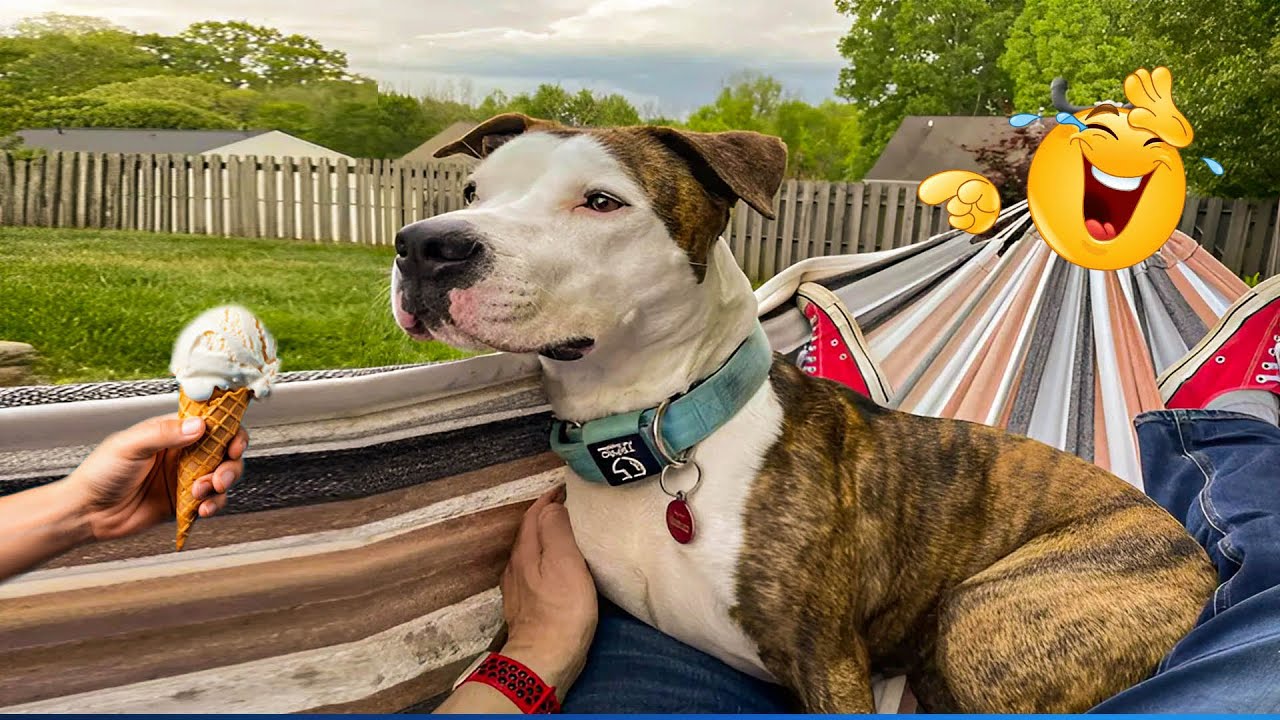 Smarty Funny Animal Video Clips 😹🐶 The Funniest Cat & Dog Moments Compilation 🤣