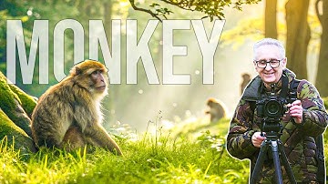 Trentham Monkey Forest 2025 | Wild Monkeys & Nature Walk in 4K