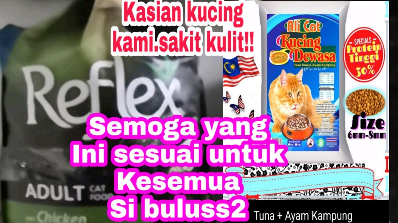 Hati- hati bila beli makanan kucing yang murahjangan macam kami!!