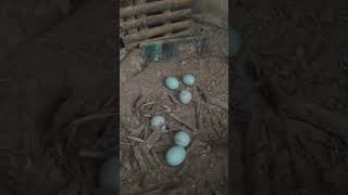 ternak bebek petelur siatem kandang dan umbar #takaranpakanbebek #ayam