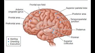 Celebrity Spatial Attention Net Worth