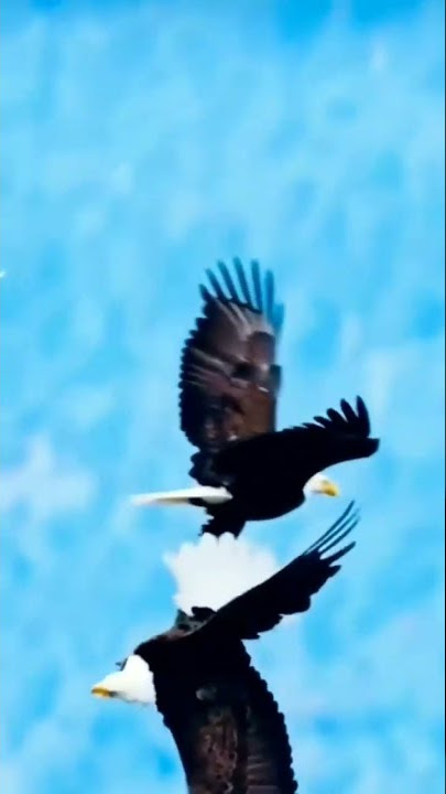 #eagle #flying #elang #terbang #sweet_couples_whatsapp_status