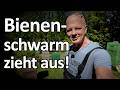 Bienenschwarm 1 Mai 2026 - Naturschauspiel: der Schwarm geht ab