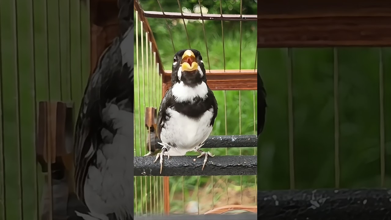 Coleiro Tui Tui pantanal 