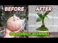Coconut Bonsai | before and after | The best bonsai ever