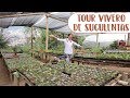 El mejor vivero de suculentas│Candy Bu