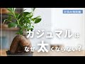 【植物屋店員が解説】どうしてガジュマルの幹が太らないのか解説します!