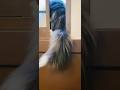 この猫の種類はなんでしょう?#ねこ #cat #猫のいる暮らし #ネコ #猫動画 #中村千尋