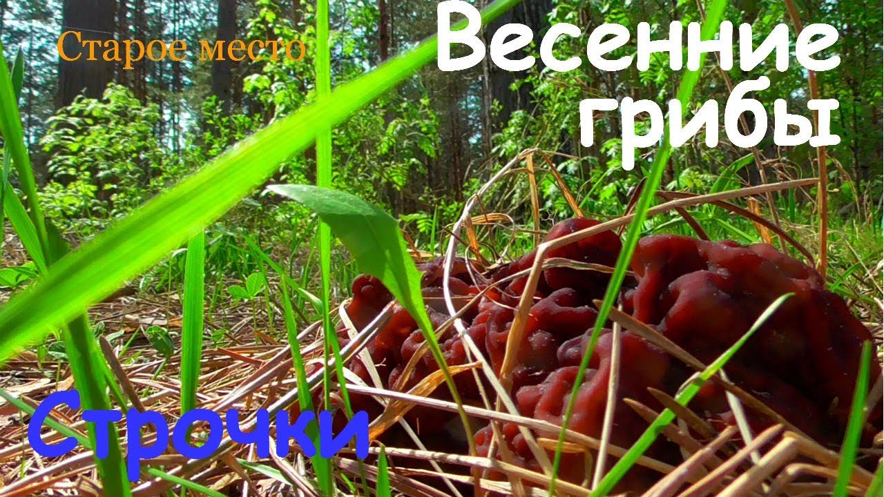 Весенние грибы.Строчки