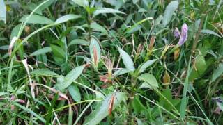 Exploding seed pods in Denton Texas