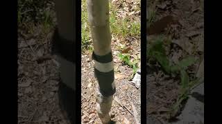 Cara mencegah kutu daun dan semut menyerang pohon buah Anda (Tree Tanglefoot)