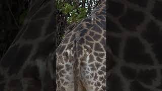 Nature’s Cleaning Crew - Yellow Billed Oxpecker on Giraffe - Kruger Park 2025 #shorts #giraffe