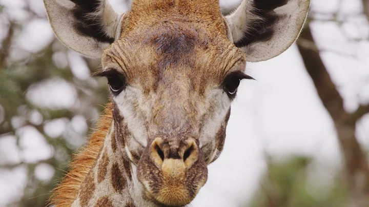 Giraffe's Blue Tongues | Wild Lands: South Africa | BBC Earth - DayDayNews