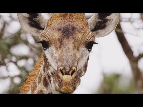 Video: Why Does A Giraffe Have A Blue Tongue?