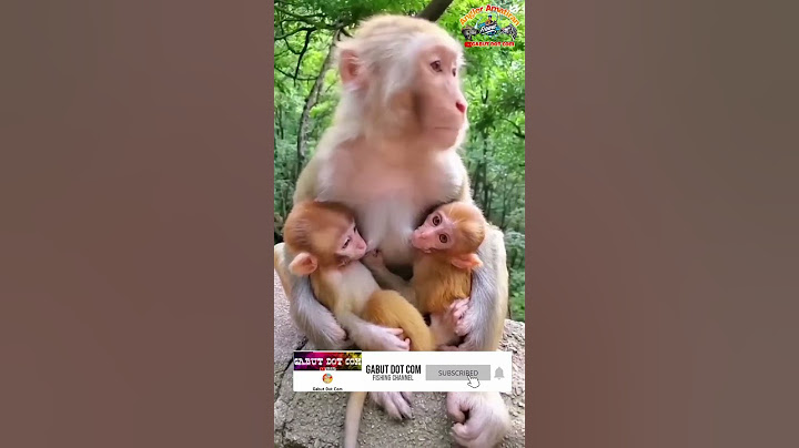 MONYET Lucu Gendong Anaknya