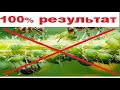 ці 2 методи ГАРАНТОВАНО працюють проти попелиці (тлі) на кущах