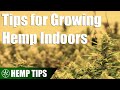 What to Know Before Starting an Indoor Hemp Grow