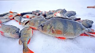 Big perch. The main search method and bait used.