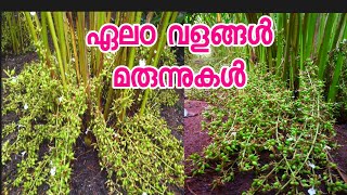 Cardamom  Farming With High Profit  How To Grow Cardamom  Elaichi Farming o   