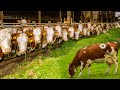 Por qué se apuñala a las vacas con el vientre
