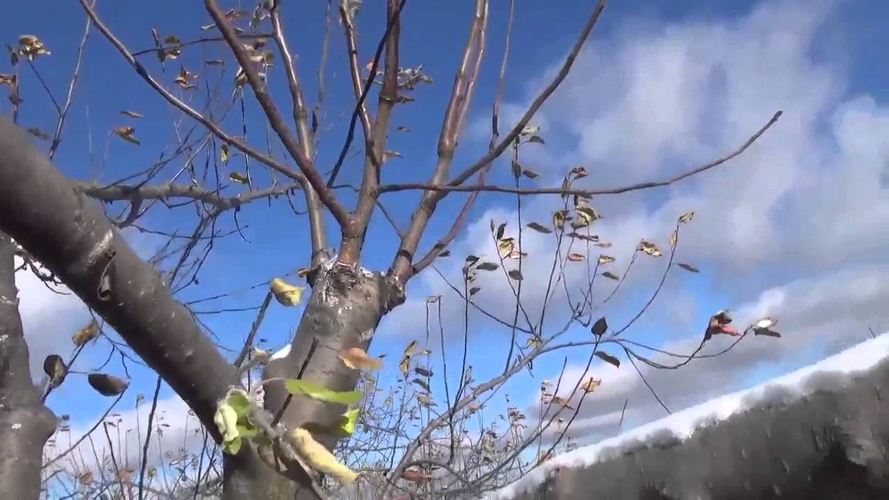 How do you start a tree using a branch?