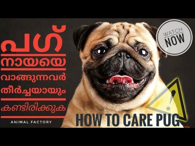 Is Pug A Good Dog Or Not Malayalam Animal Factory Youtube